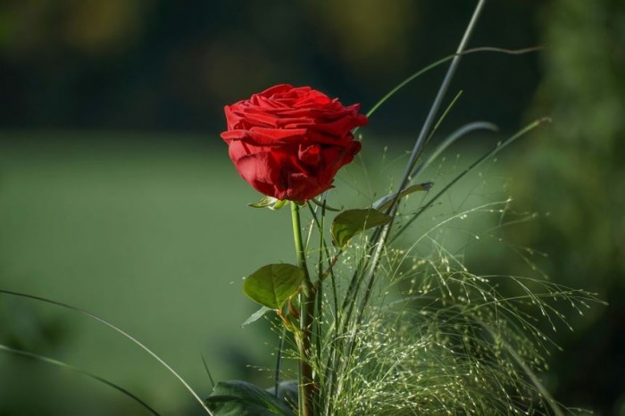 Tanaman Bunga Mawar Merah Dikelompokkan Menjadi Satu Spesies Informasi Seputar Tanaman Hias