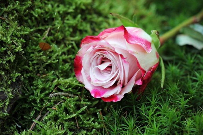 gambar-bunga-mawar-pink-putih