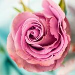 50+ Gambar Bunga Mawar Tercantik di Dunia (Warna Putih, Ungu, Pink dan Hitam)