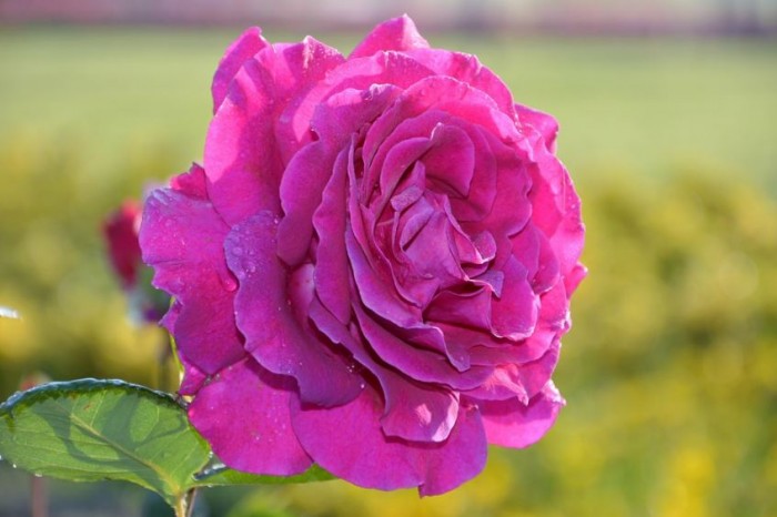 bunga-mawar-pink