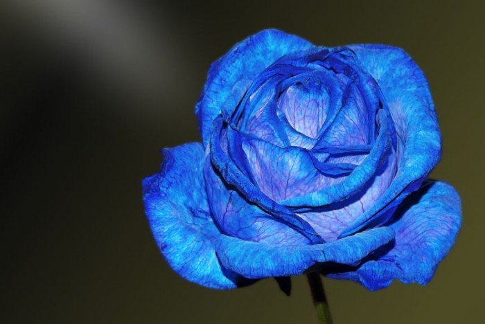 background-bunga-mawar-biru-tercantik