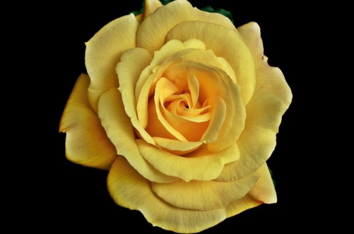 gambar-bunga-mawar-kuning-tercantik-di-indonesia