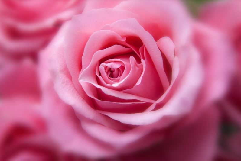gambar-bunga-mawar-pink
