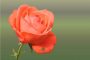 50-gambar-bunga-mawar-tercantik-di-dunia-warna-putih-ungu-pink-dan
