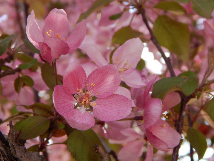 bunga-cherry-blossom