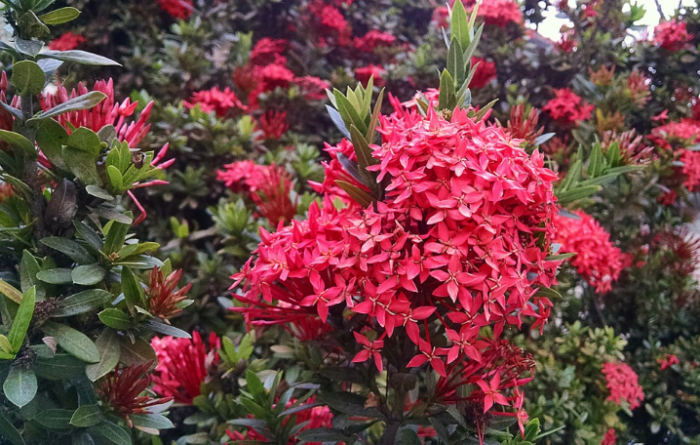bunga-berwarna-merah-ixora