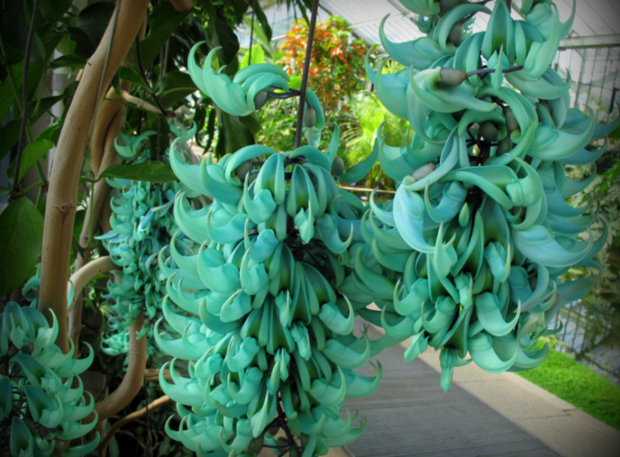 bunga-jade-vine