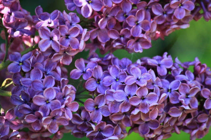 bunga-lilac