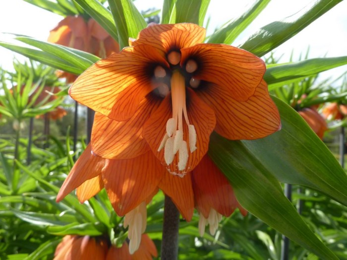 bunga terindah di dunia orange