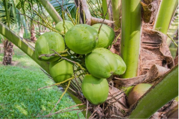 gambar buah kelapa