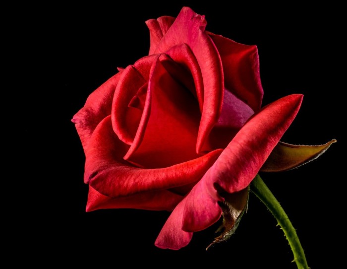 Gambar Bunga Mawar Merah