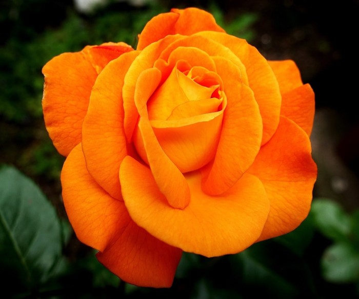 Gambar Bunga Mawar Orange