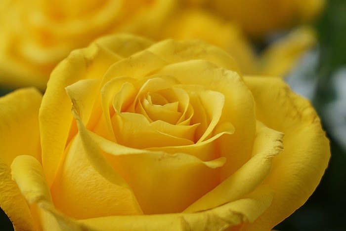 Gambar Bunga Rose Kuning