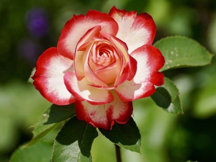 Gambar Bunga Rose Putih Merah