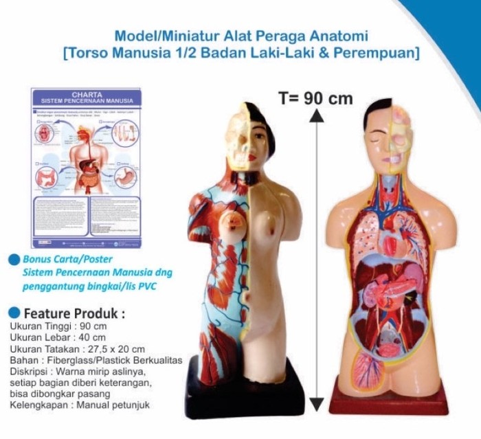 Model Anatomi Manusia
