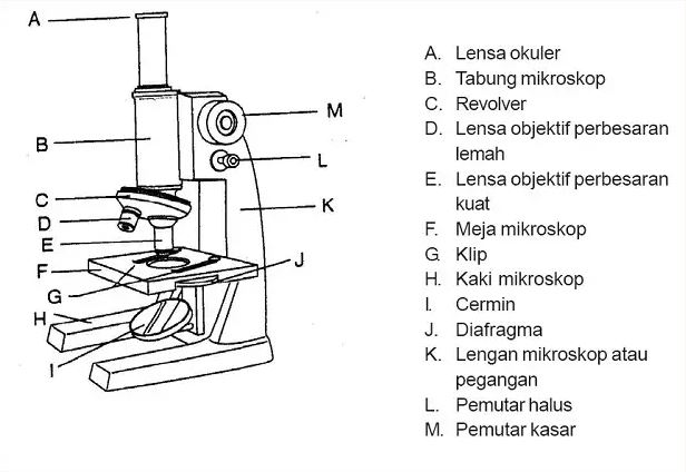 Lengan mikroskop fungsi Bagian