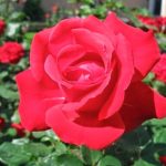 50+ Gambar Bunga Mawar Tercantik di Dunia (Warna Putih, Ungu, Pink dan Hitam)
