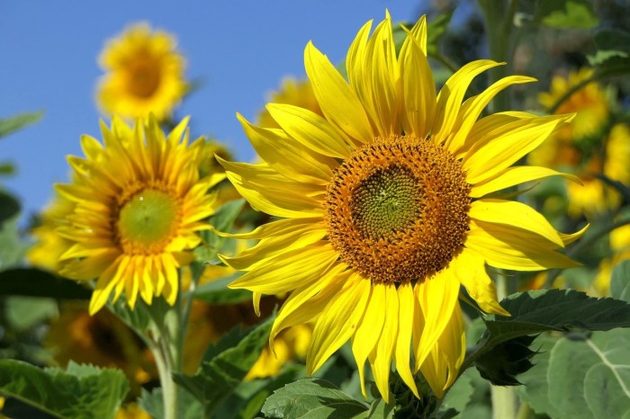 Gambar Bunga Matahari HD
